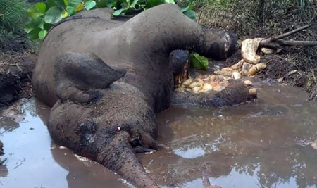  Gajah Sumatera Berkaki Buntung Ditemukan Mati di Riau